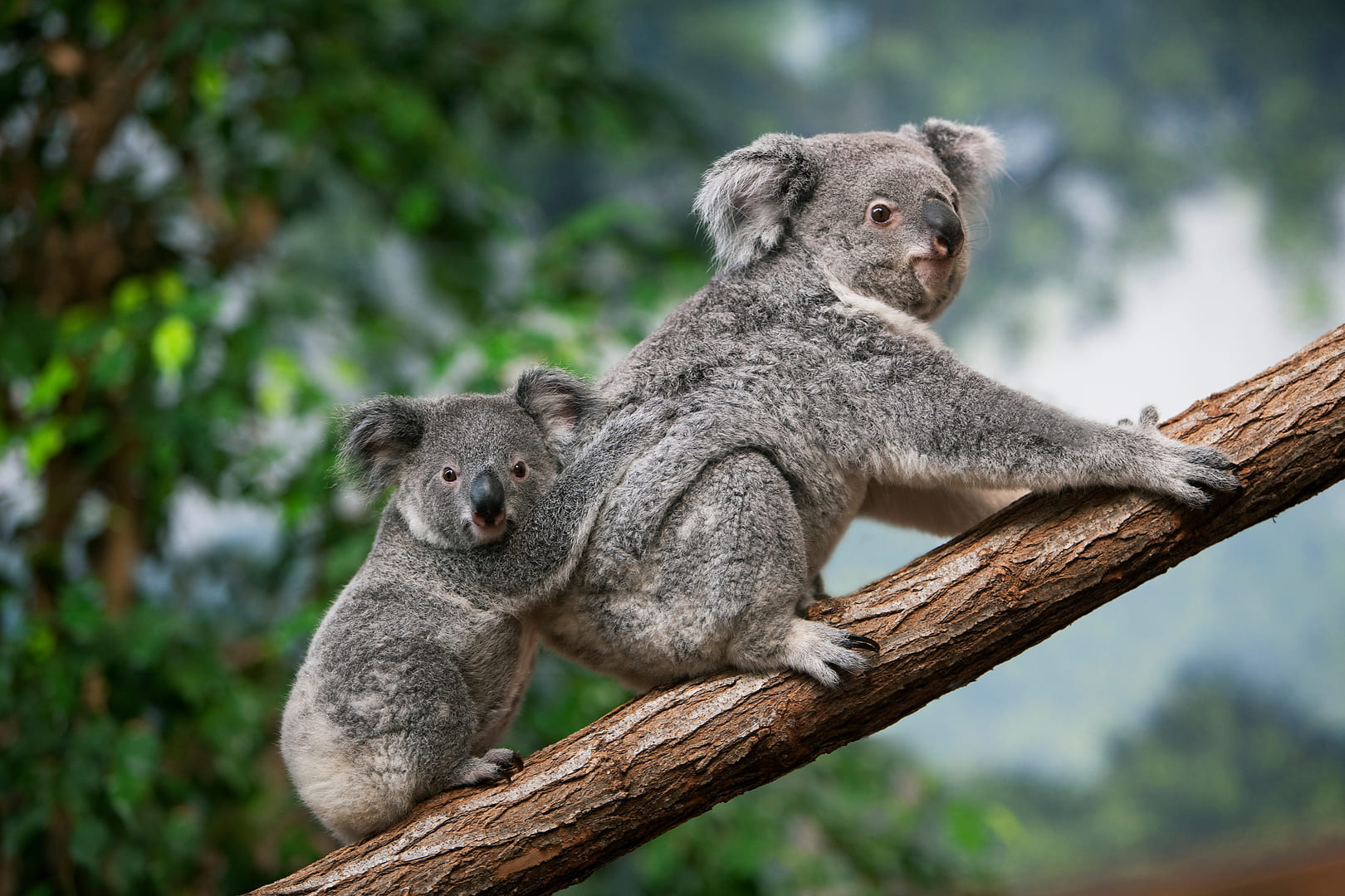 Investing in Australia’s Environment: Saving Threatened Species for Just 0.3% of GDP