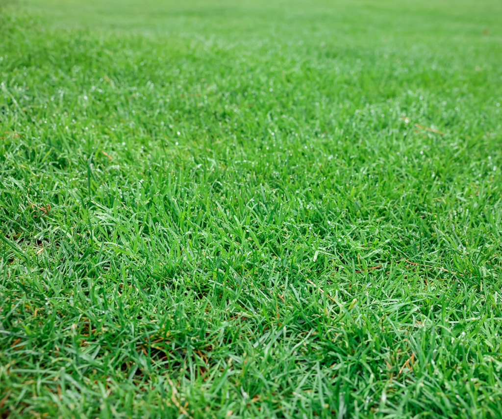 Lawn-Care-Tips-Freshly-cut-lawn