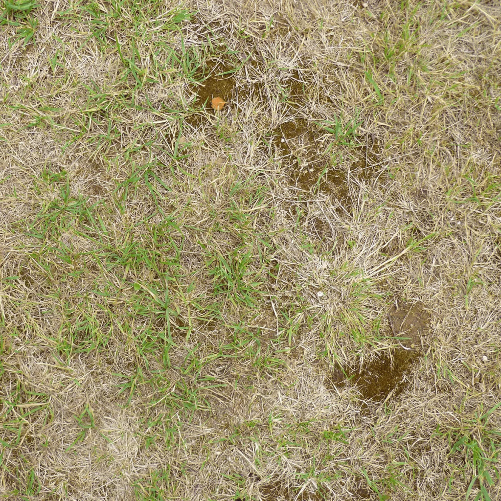 Eco-Friendly-Lawn-Care-Solutions-Common-brown-patch