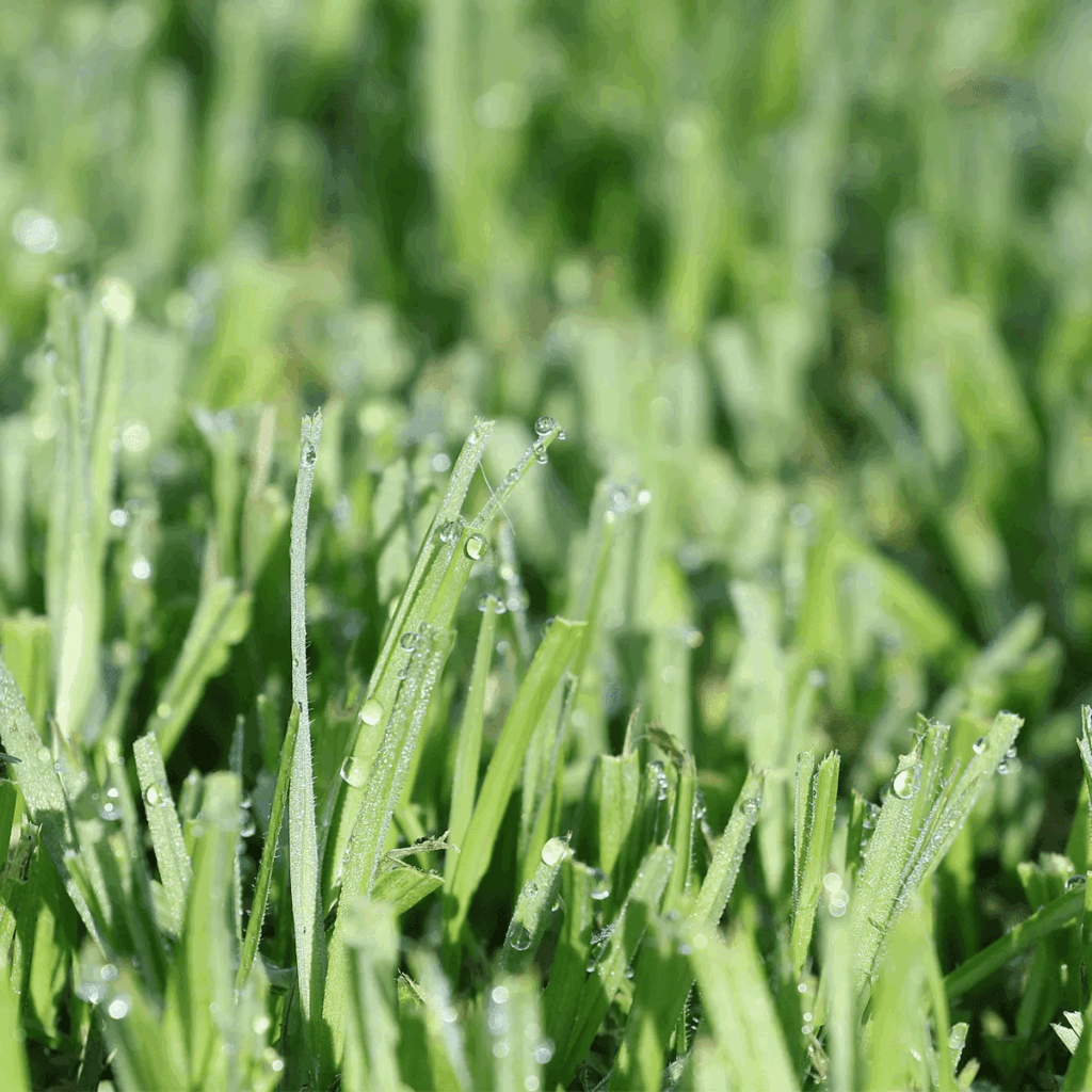 Lawn-Solutions-Grass-with-morning-dew