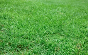 Eco-friendly-lawn-products-Lush-green-lawn