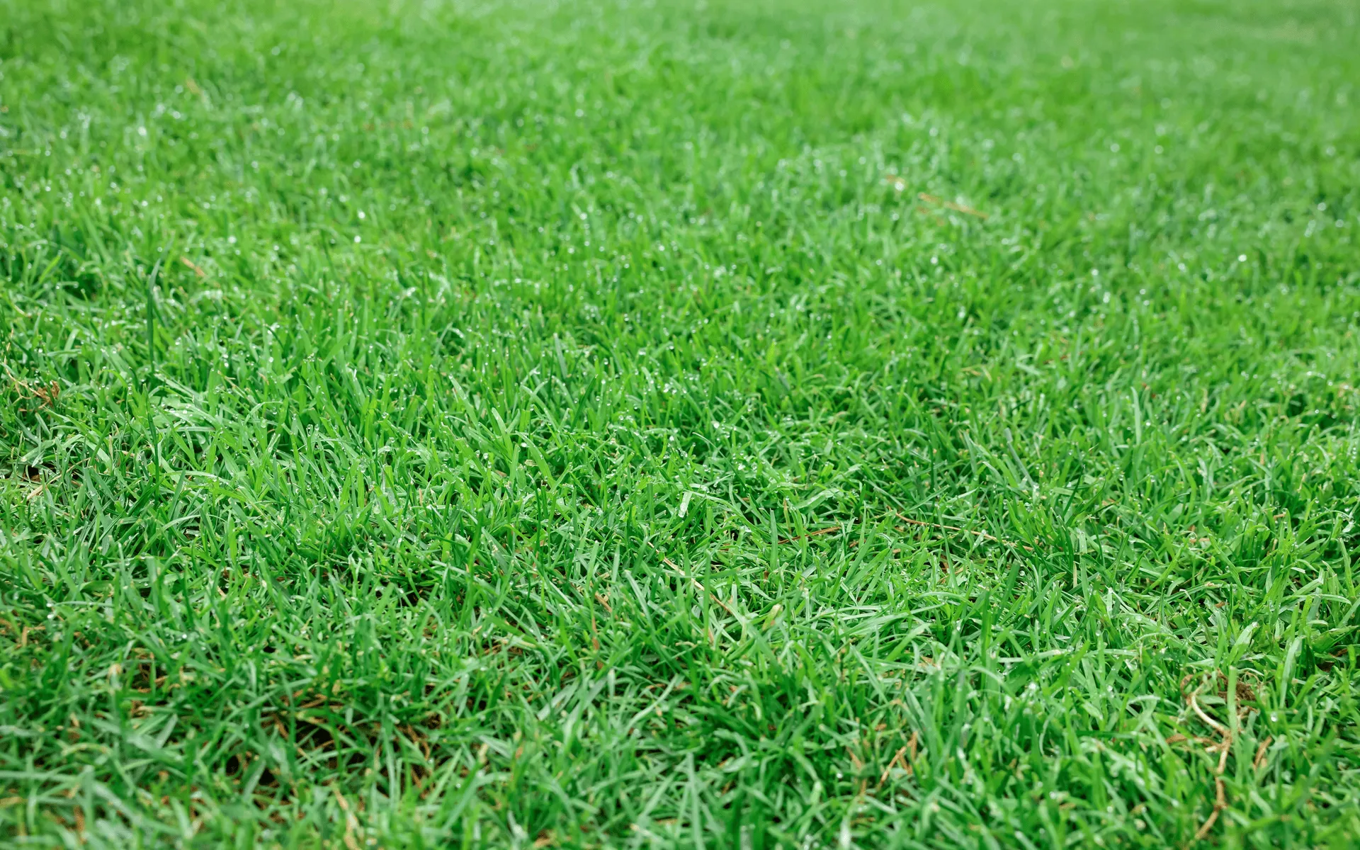 How Often Should You Care for Your Lawn? 