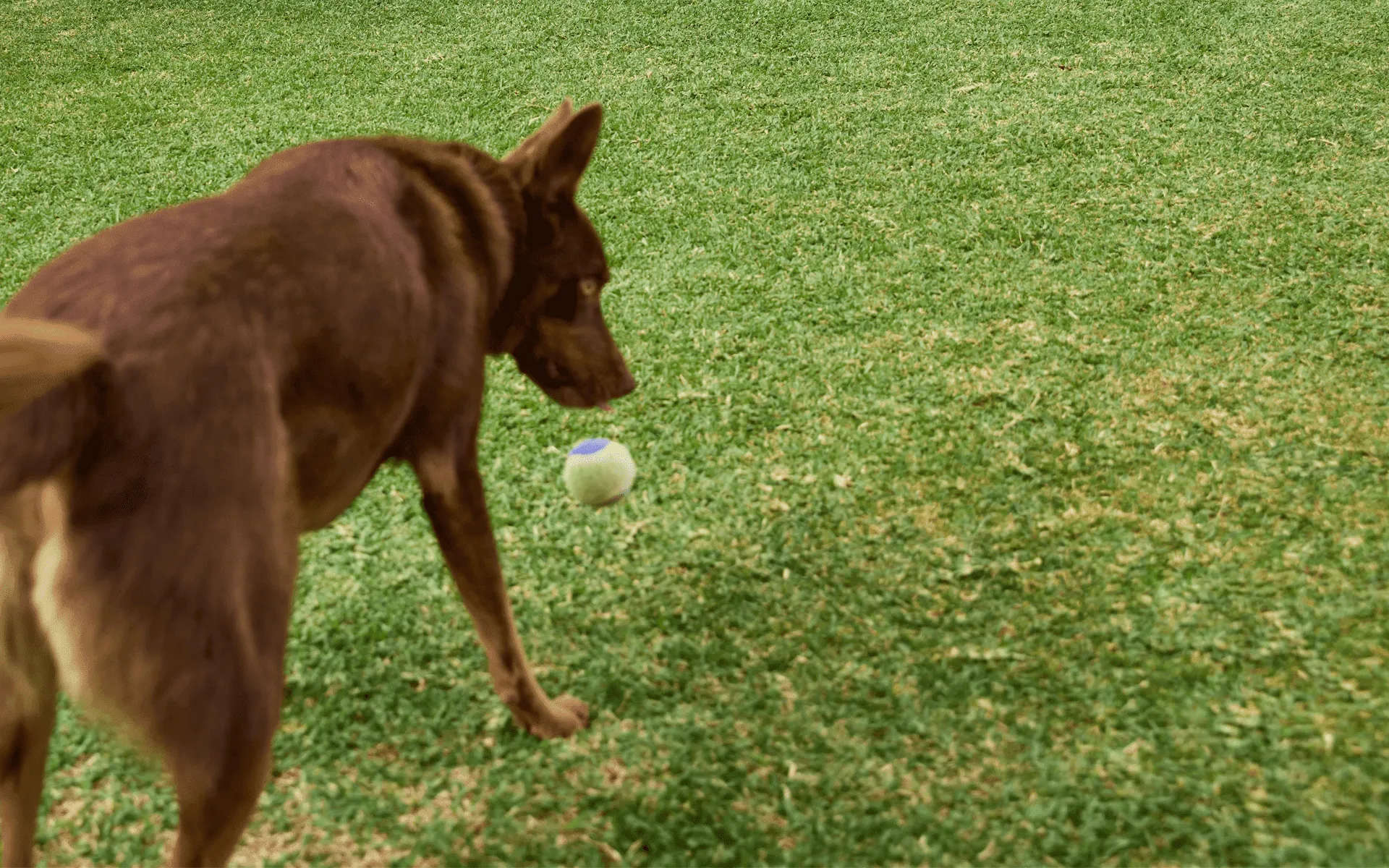 Why Renovate Your Lawn? 