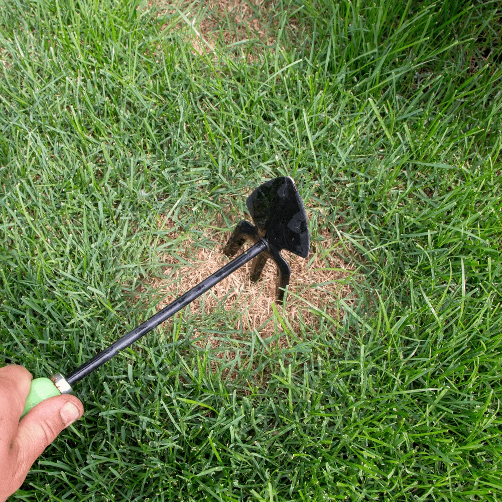Sustainable-gardening-solutions-Bare-patches-in-a-lawn