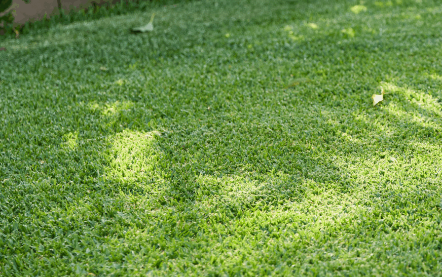 Lush and healthy Australian Lawn variety