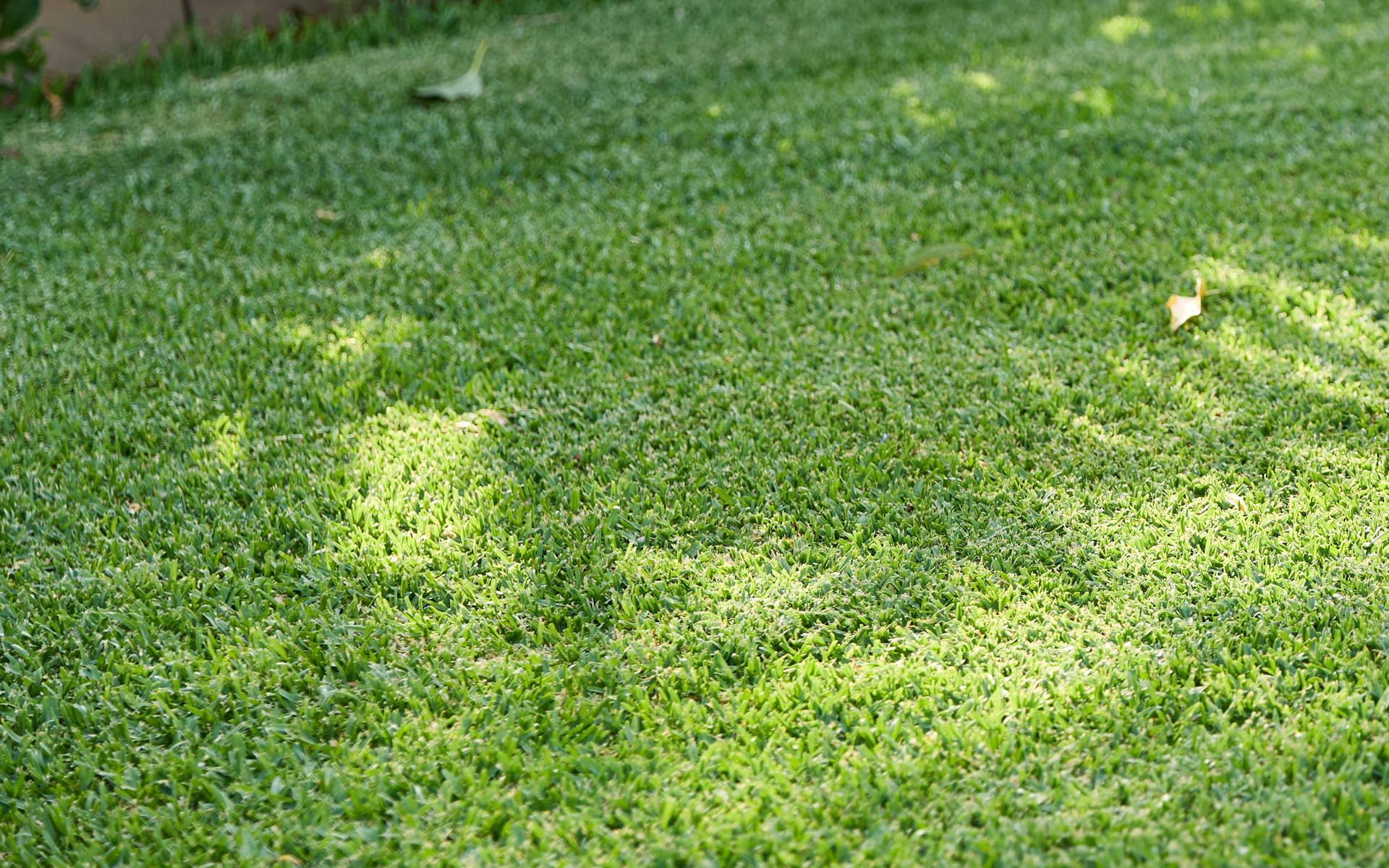 How Australian Winters Affect Lawn Grass