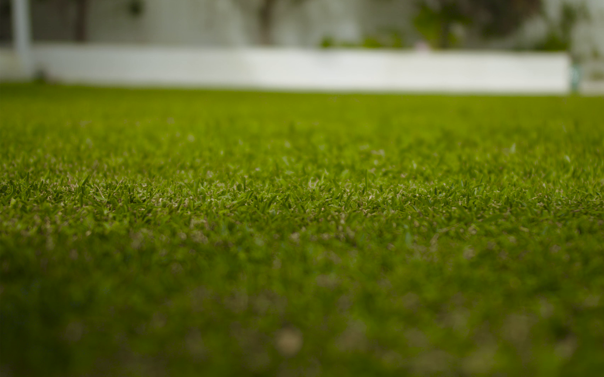 What is Turf Lawn? 