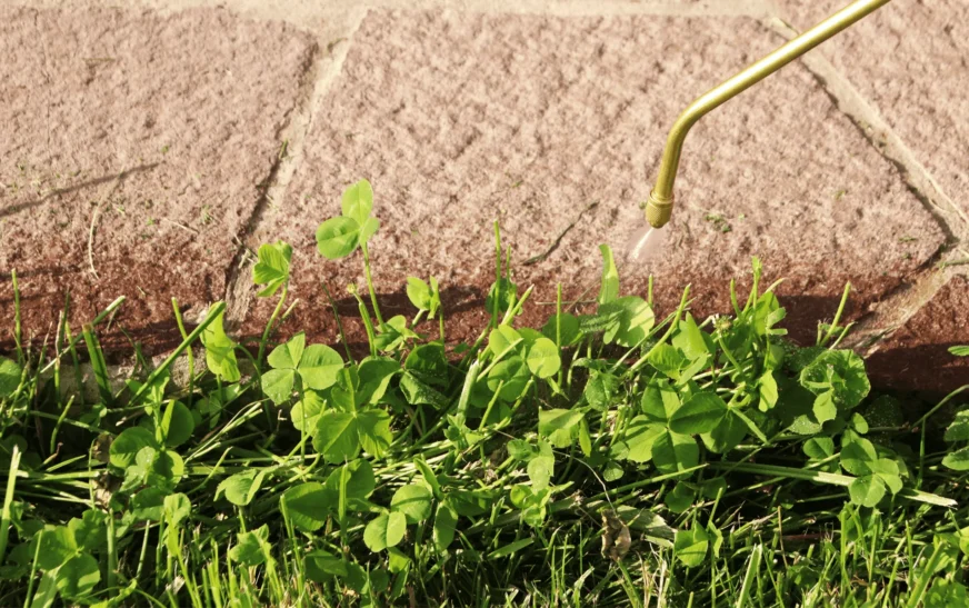 Winter Lawn Care Tips: Weed Edition 