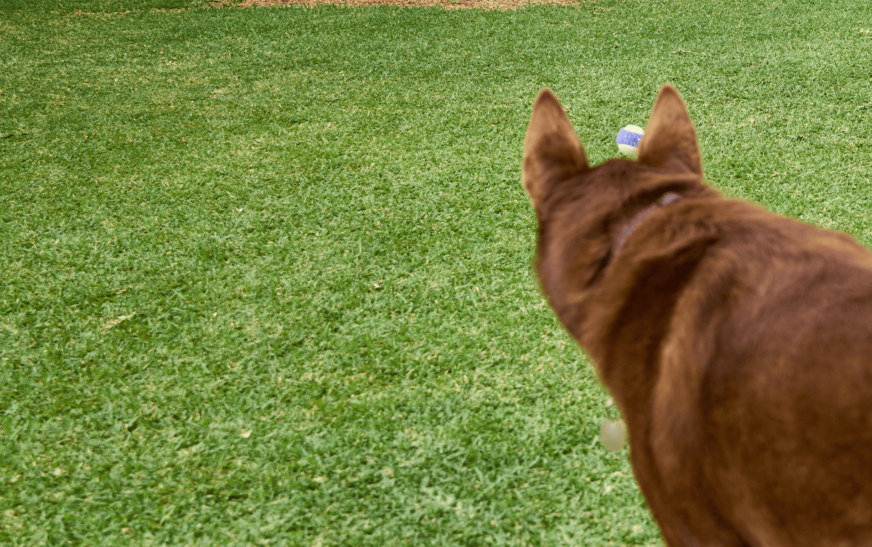 Australian-Lawn-Care-Dog-wandering-around-a-lawn