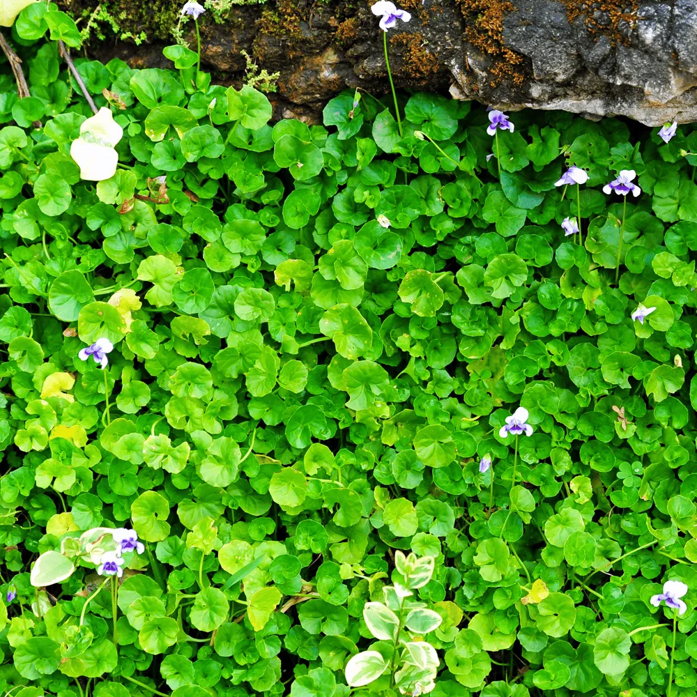 Australian-Lawn-Care-Common-flora-to-introduce-in-lawns