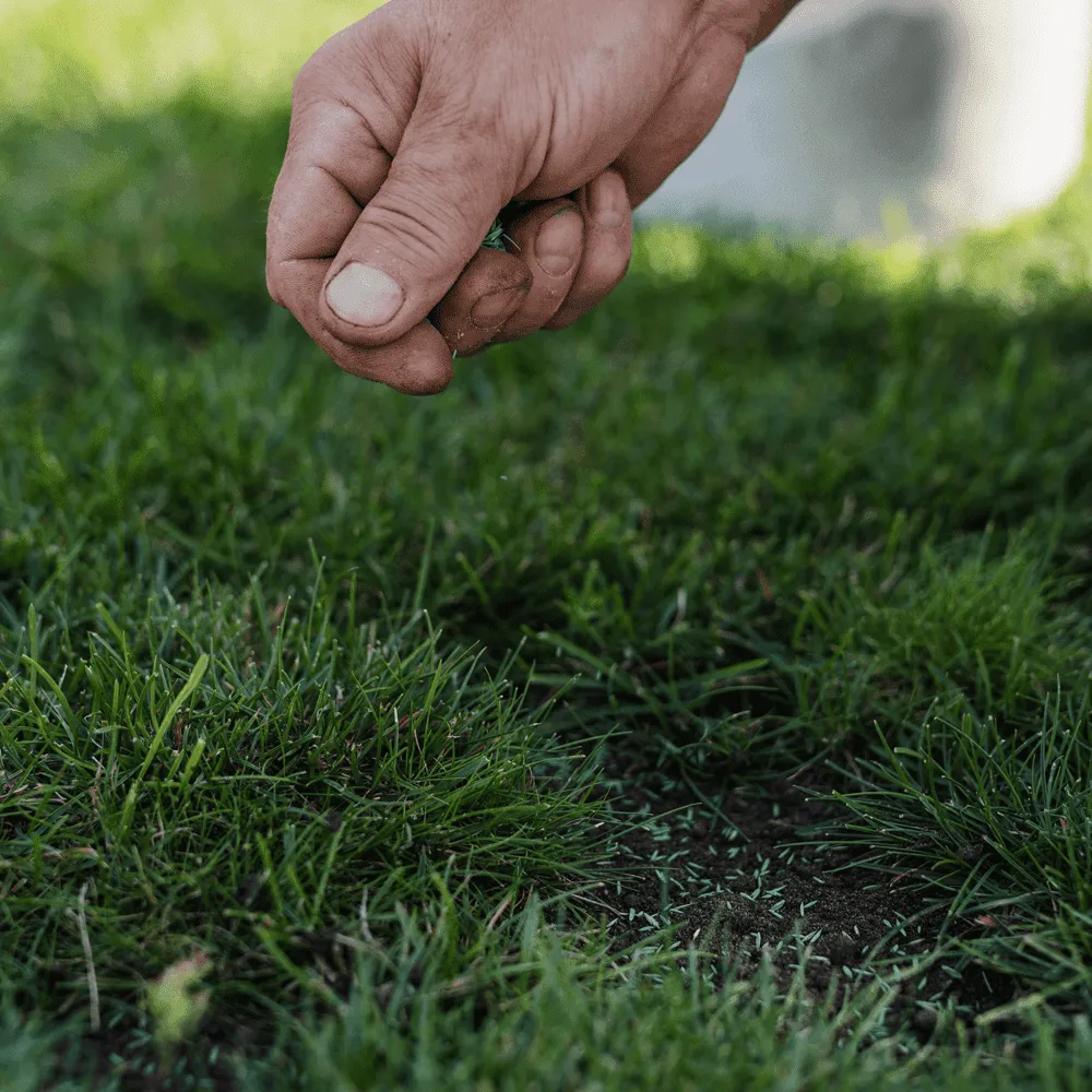 Australian-Lawn-Care-Seeding-a-patch
