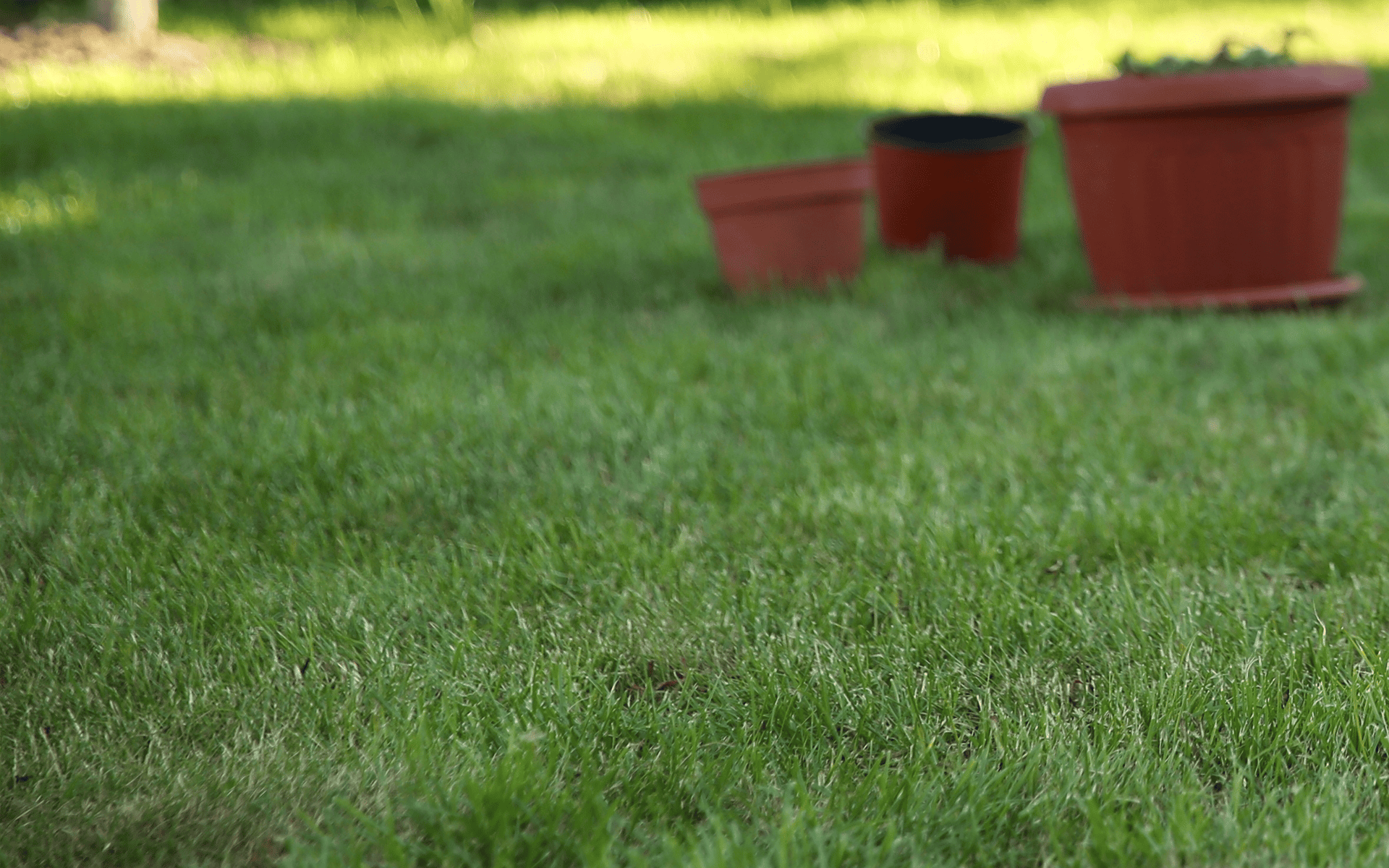 How to Properly Conduct a Pre-Winter Lawn Inspection 