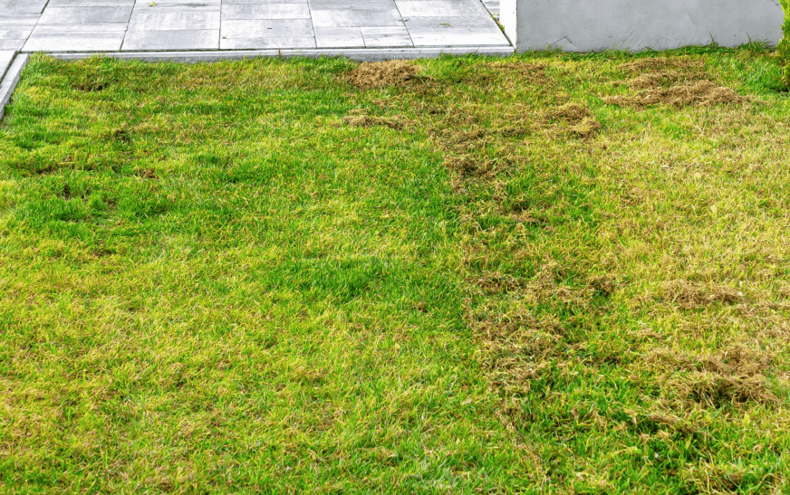 Simplest Ways to Keep Lawns Alive During Winter 
