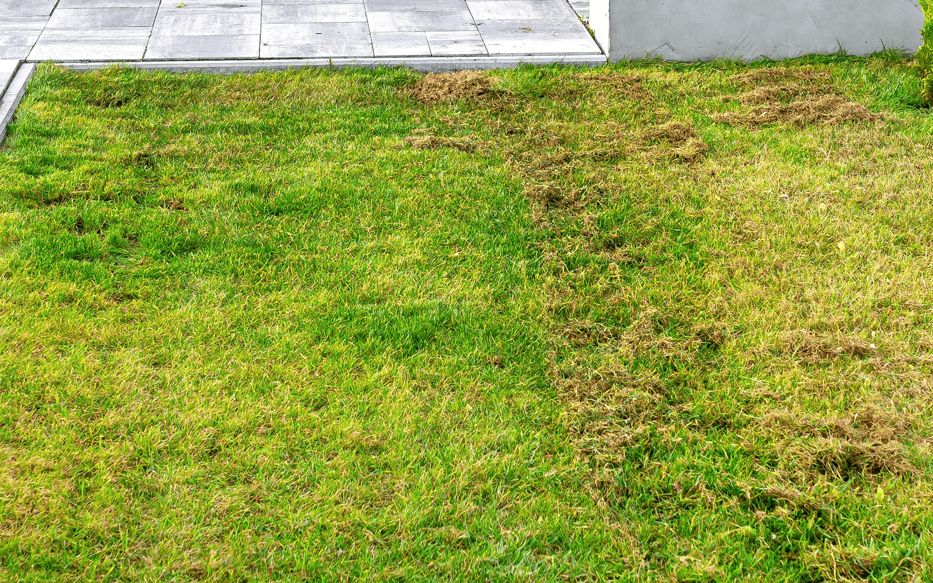 Simplest Ways to Keep Lawns Alive During Winter 