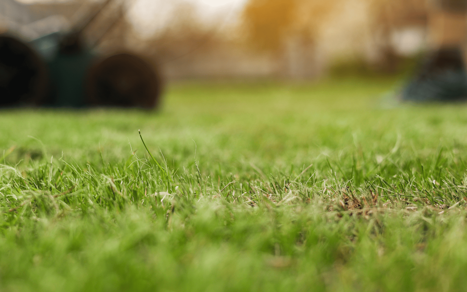 When to Aerate Your Lawn During Winter 
