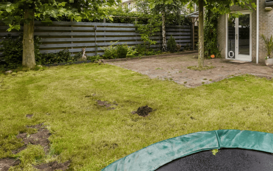 Why Revive Your Lawn Instead of Replacing It 