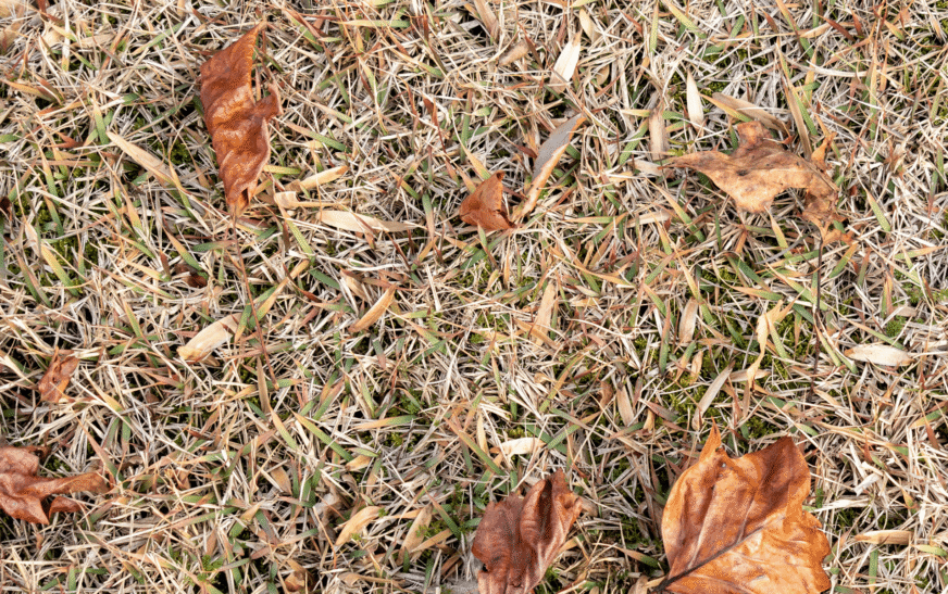 How You Know That Your Lawn is In Trouble 