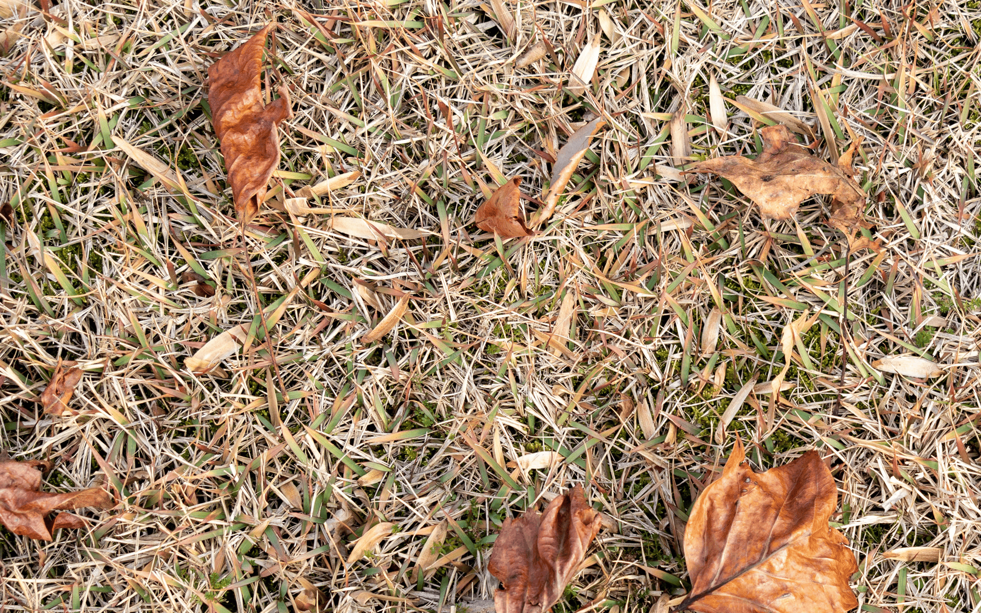 How You Know That Your Lawn is In Trouble 