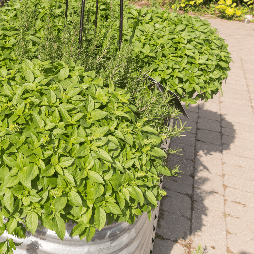 Why Aluminium Outdoor Planter Boxes Trump Other Options 