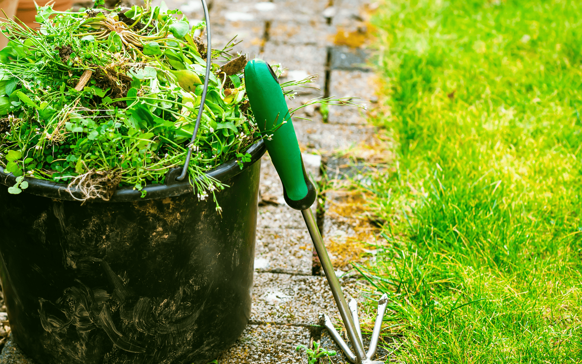 Why Lawns Look Dead When Spring Comes 